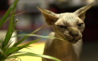 One Ugly Cat Wallpaper55 Best Wallpaper For Pcs Laptops