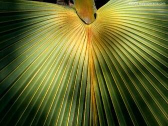 Palm Leaf Wallpaper HD Background Image Pictures