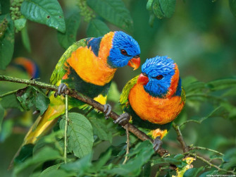 Bird Wallpaper