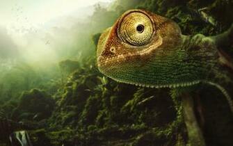 Chameleon Wallpaper
