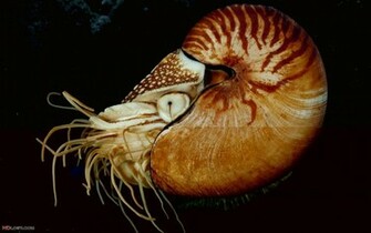Pictures Cuttlefish Pixel Size Octets Desktop