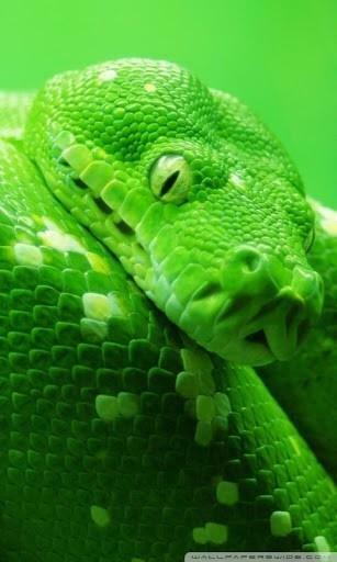 You The Deady Snakes HD Hq Hot And Amazing Live Wallpaper