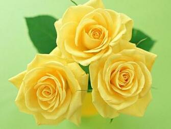 Yellow Flowers Wallpaper Desktop Background