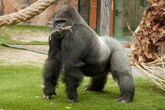 Eating Gorilla Desktop Background HD Deskbg