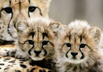 Edge Of The Plank Cute Animals Baby Cheetah Cubs