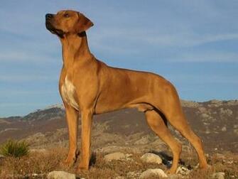 Wide HD Rhodesian Ridgeback Wallpaper Flgx Kb