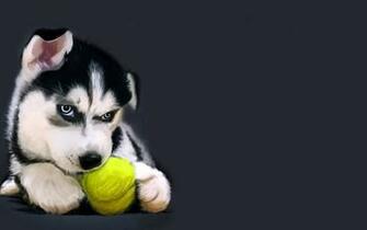 Husky Wallpaper