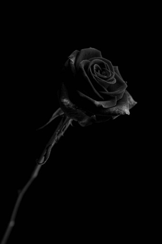 Top Black Rose iPhone Wallpaper Full HD 4k To Use