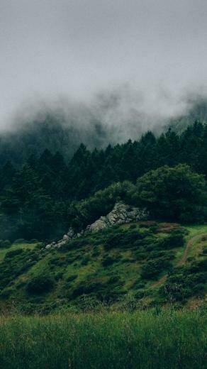 Wallpaper Forest 5k 4k 8k Mist Hills Fog Nature