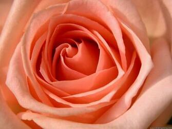 Desktop Wallpaper Flowers Background Peach Rose