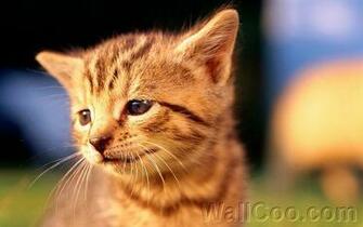 Baby Kittens Wallpaper Wallcoo