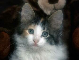Hq Calico Kitten Wallpaper