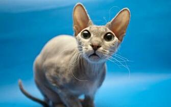Sphynx Cat Wallpaper And Image Pictures Photos