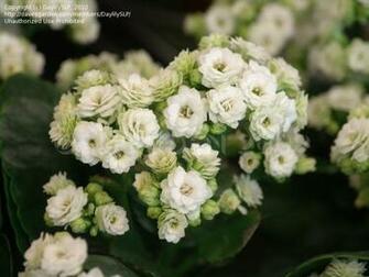 Coral Flower Photos Wallpaper The Fun Bank