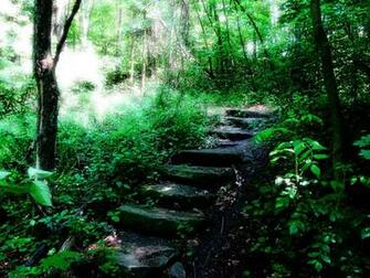 Ever Best Nature Wallpaper