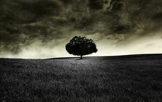 Lone Tree On The Field Wallpaper