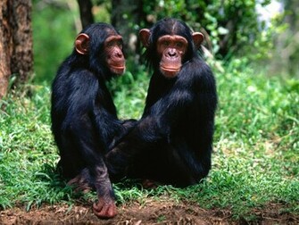 Monkey Wallpaper Tiptop 3d HD Collection