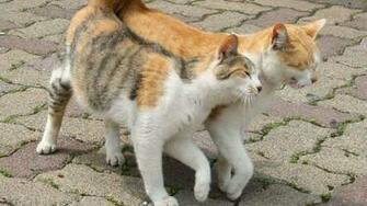 Cats High Quality And Resolution Wallpaper On