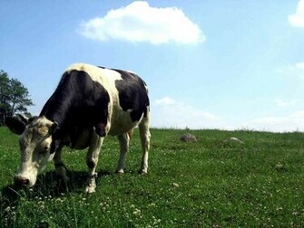 Cow Wallpaper Cows
