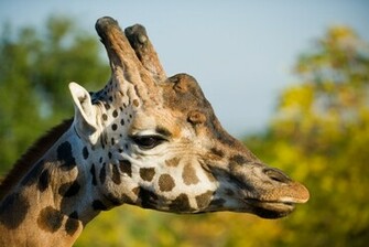 Giraffe Computer Wallpaper Desktop Background Id