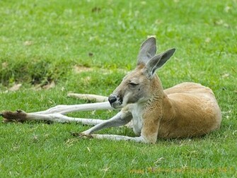 Kangaroo Animal Wallpaper Urban Art