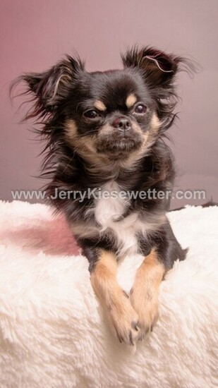 iPhone Chihuahua Wallpaper By Jkiesewetterphotos