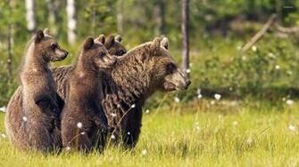 Brown Bear And Her Cubs Wallpaper Animal