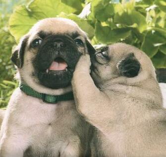 Pug Secrets Pugs Rock
