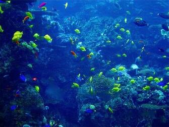 Acquario Pieno Di Pesci File Vettoriale