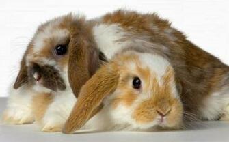 Baby Rabbit