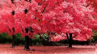 Autumn Tree Pink Color HD Desktop Wallpaper Background