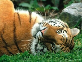 Cool Wallpaper Bengal Tiger