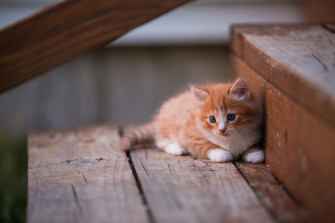 Kitten Cute Wallpaper HD Animals 4k Image