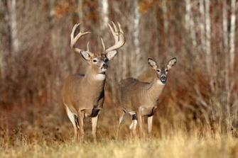 Deer Buck Wallpaper Wildlife Desktop