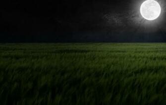 Dark Rye Wallpaper And Background Image Id