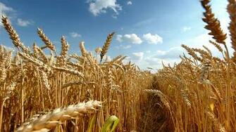 Crops Wheat Plants Field Wallpaper General