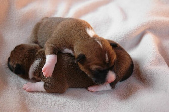 563px Basenji Puppies Wallpaper