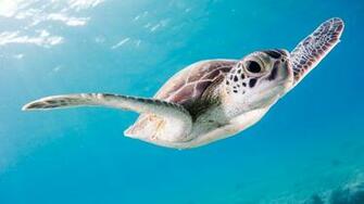 Turtle Pictures Image