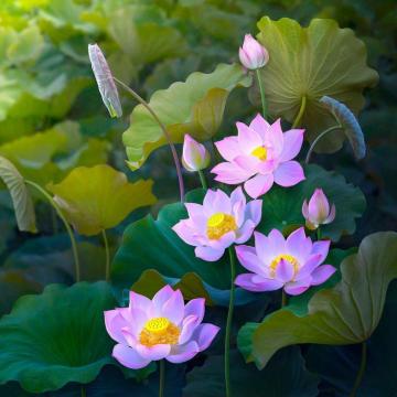 Wallpaper Nature Art Pink Petaled Flower Leaves Flowers Lotus