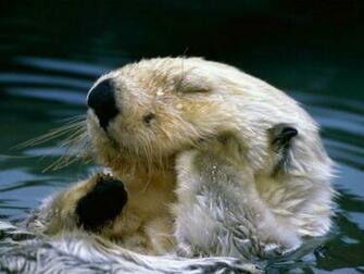 Animal Cool Cute Animals Other HD Desktop Wallpaper