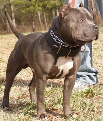 Gotti Blue Nose Pit Bull Stud