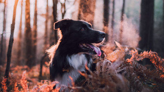 4k Dog Wallpaper