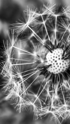 Dandelion Black And White Wallpaper