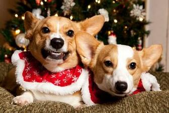 Fur Babies Babycenter