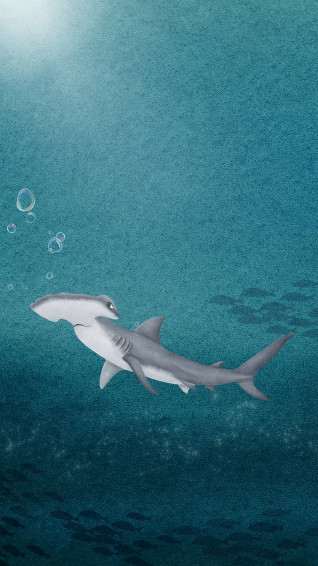 Hammerhead Shark iPhone Wallpaper