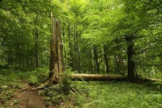 Nature Reserve In Summer HD Wallpaper