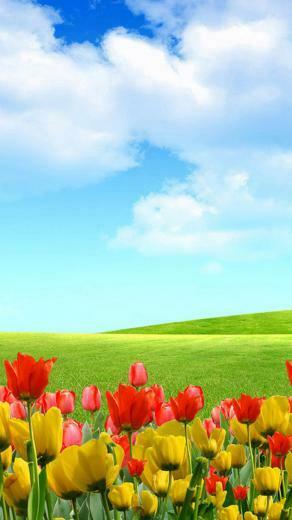 Beautiful Flowers Landscape iPhone Wallpaper HD For