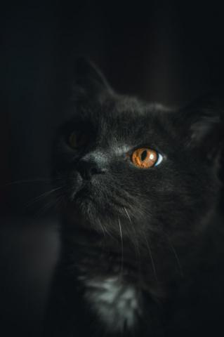 Black Cat Pictures Image