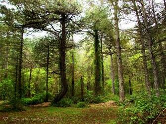 Enchanted Forest Background Forests Wallpaper