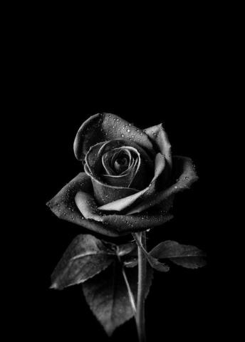 Black Roses Art Print By Urbanwallarts X Small